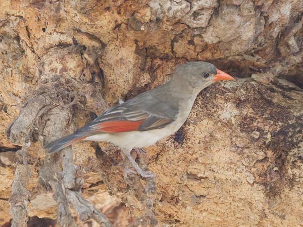 <h3><a href="/trips/tanzania/biota/animalia/chordata/aves/040 passeriformes/114 ploceidae/anaplectes rubriceps/anaplectes rubriceps-nl.html">Anaplectes&nbsp;rubriceps</a> / Red‑headed&nbsp;weaver / Scharlaken&nbsp;wever</h3>OM-1 Mark II met OLYMPUS M.150-400mm F4.5 TC, 1/2000 sec  bij F5.6, ISO 6400, afstand 18.7&nbsp;m